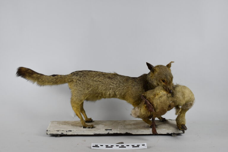 Zorro andino (MLS-TM-0030)