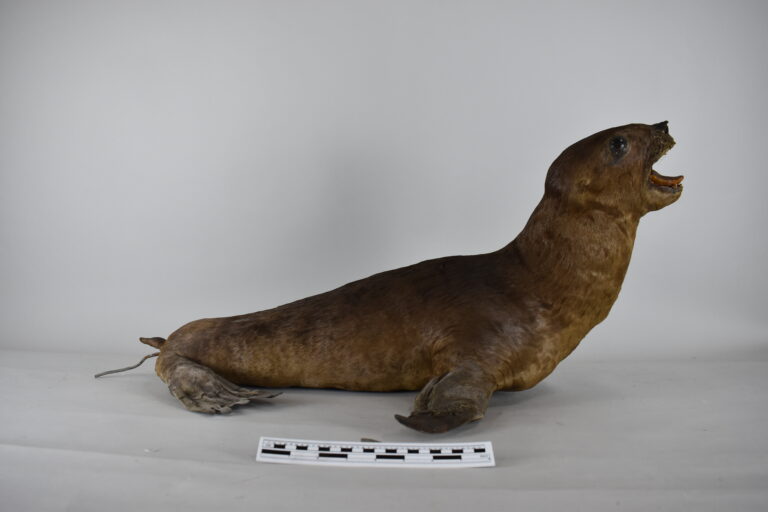 Lobo chusco (MLS-TM-0005)