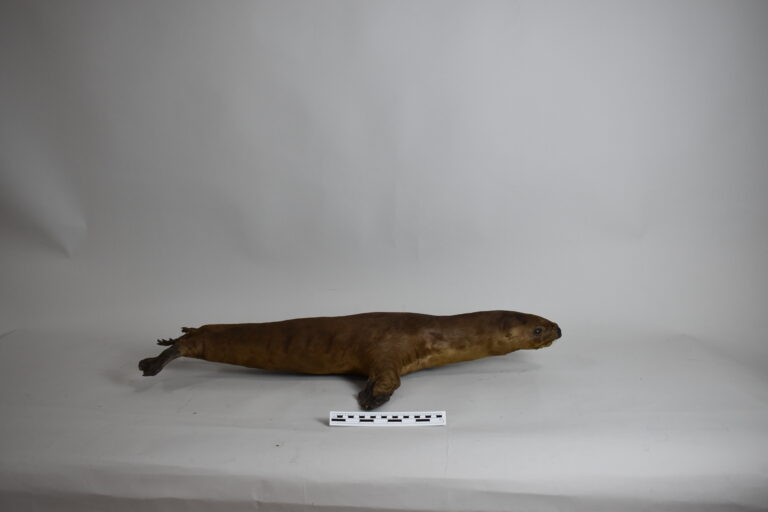 Lobo chusco (MLS-TM-0006)