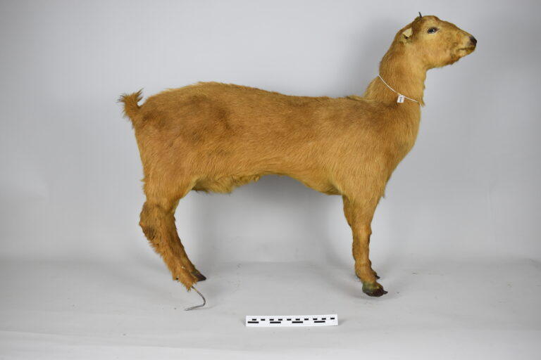 Cabra europea (MLS-TM-0009)