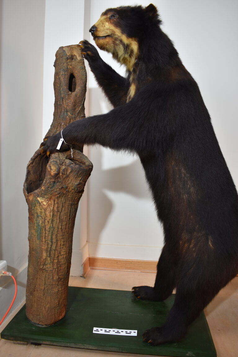 Oso de anteojos (MLS-TM-0025)