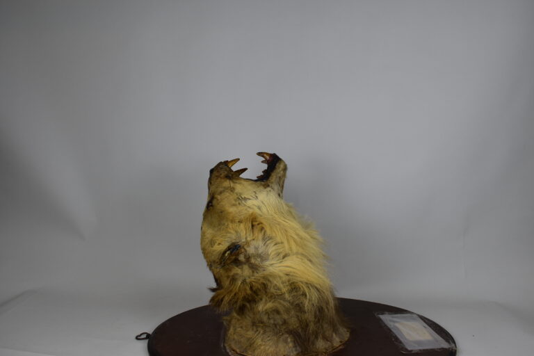 León africano (MLS-TM-0004)