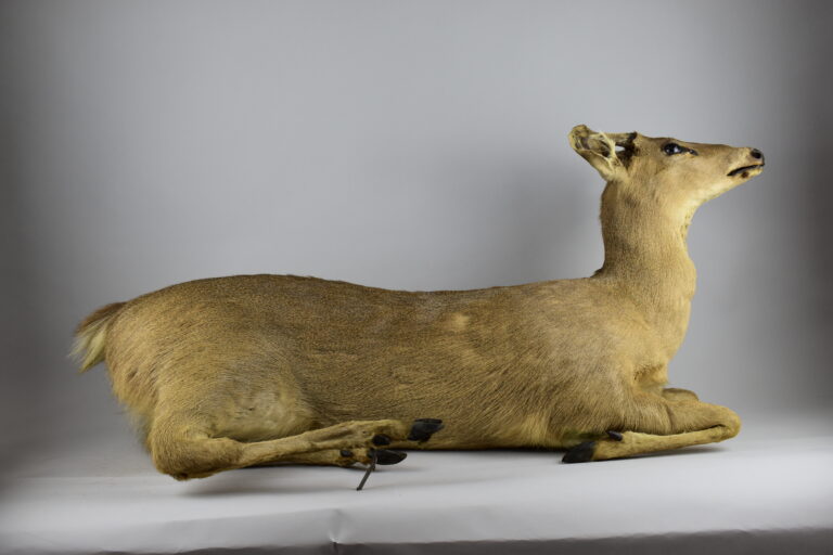 Venado de cola blanca (MLS-TM-0001)