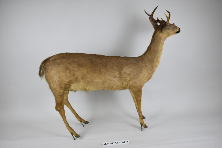 Venado de cola blanca (MLS-TM-0002)