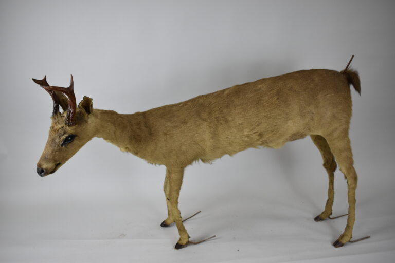 Venado de cola blanca (MLS-TM-0003)