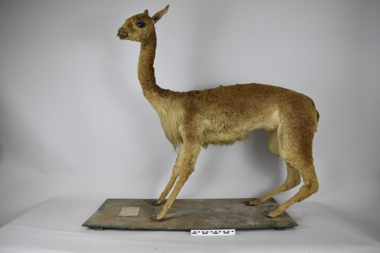 Vicuña (MLS-TM-0010)