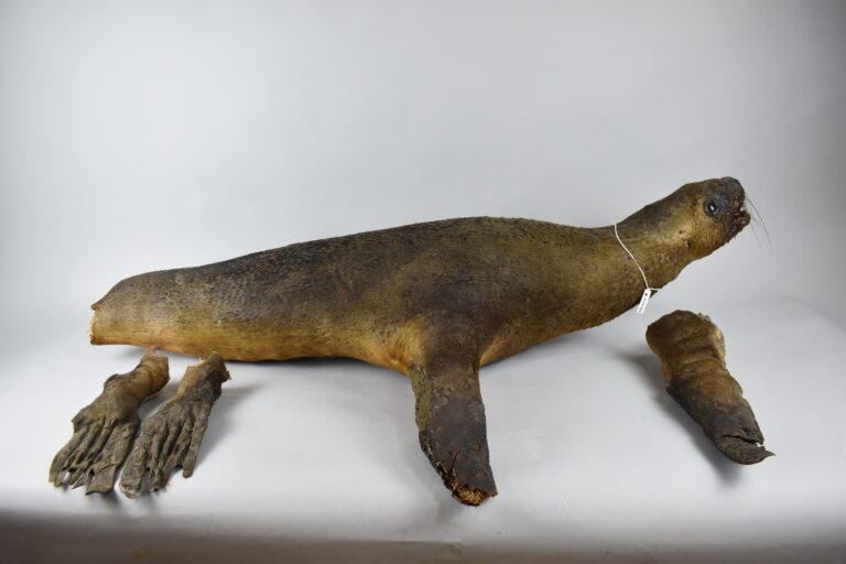 Lobo de mar pelo chusco (MLS-TM-0032)