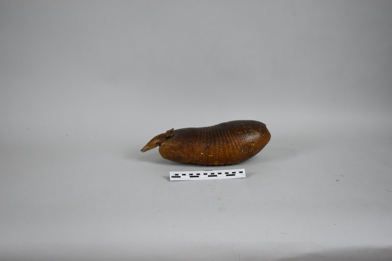 Armadillo (MLS-TM-0034)