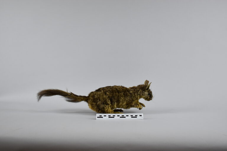 Vizcacha (MLS-TM-0033)