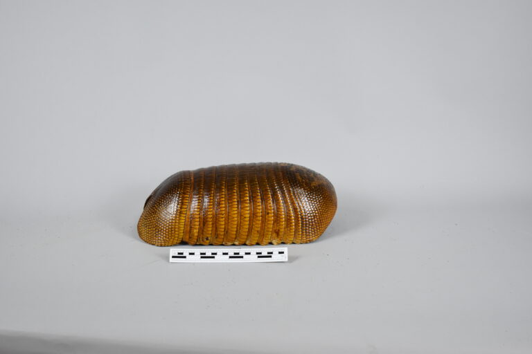 Armadillo (MLS-TM-0035)