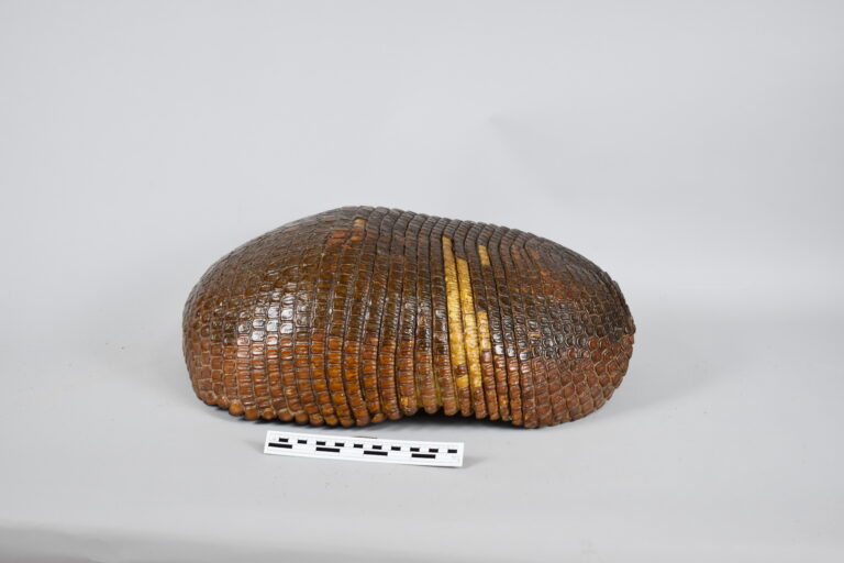 Armadillo gigante (MLS-TM-0036)