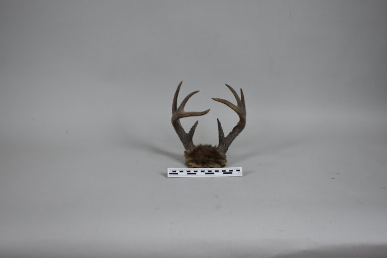 Venado de cola blanca (solo cornamenta) (MLS-TM-0037)