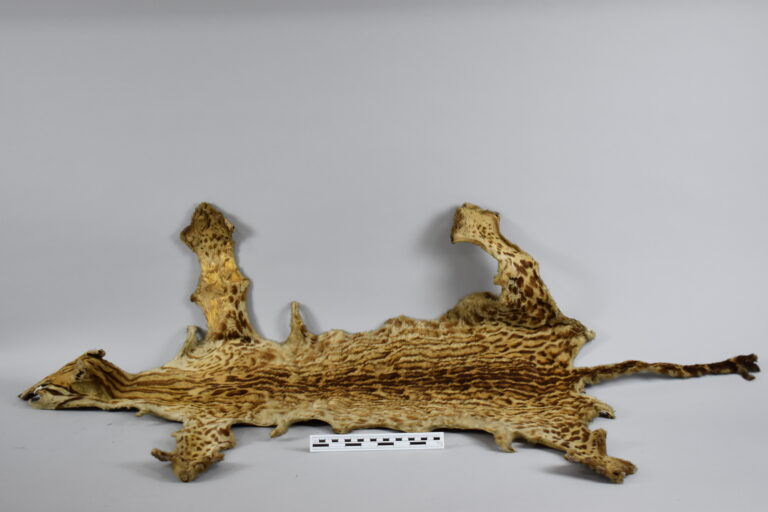 Tigrillo (Piel, MLS-TM-0038)