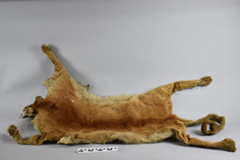 Puma (Piel, MLS-TM-0040)