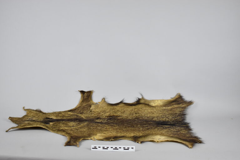 Sajino (Piel, MLS-TM-0041)